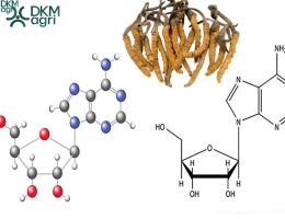 Hoạt chất Cordycepin trong Đông trùng hạ thảo