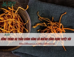 Đông trùng hạ thảo chính hãng và những công dụng tuyệt vời