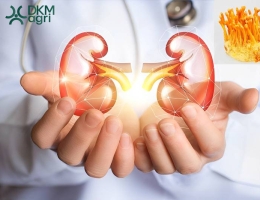 [Tư vấn] Đông trùng hạ thảo cho người bị thận