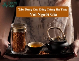 [Tư vấn] sử dụng Đông trùng hạ thảo cho người già