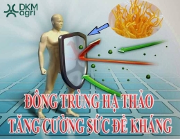[Tư vấn] Đông trùng hạ thảo cho người huyết áp thấp