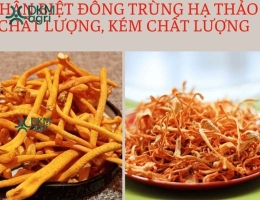 Mua Đông trùng hạ thảo sấy chất lượng ở đâu?