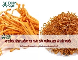 So sánh Đông trùng hạ thảo sấy thăng hoa và sấy nhiệt