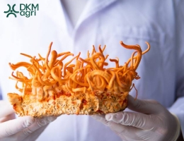 Bất ngờ với công dụng của Đông trùng hạ thảo với phụ nữ