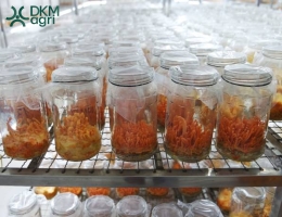 Mua Đông trùng hạ thảo chính hãng ở đâu? Giá tốt không?