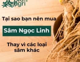 Tại sao bạn nên mua sâm Ngọc Linh thay vì các loại sâm khác