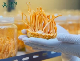 Những điều cần lưu ý trước khi sử dụng nấm Đông trùng hạ thảo