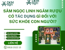 Sâm Ngọc Linh ngâm rượu có tác dụng gì đối với sức khỏe con người?